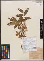 Foto von Salix pentandra L.